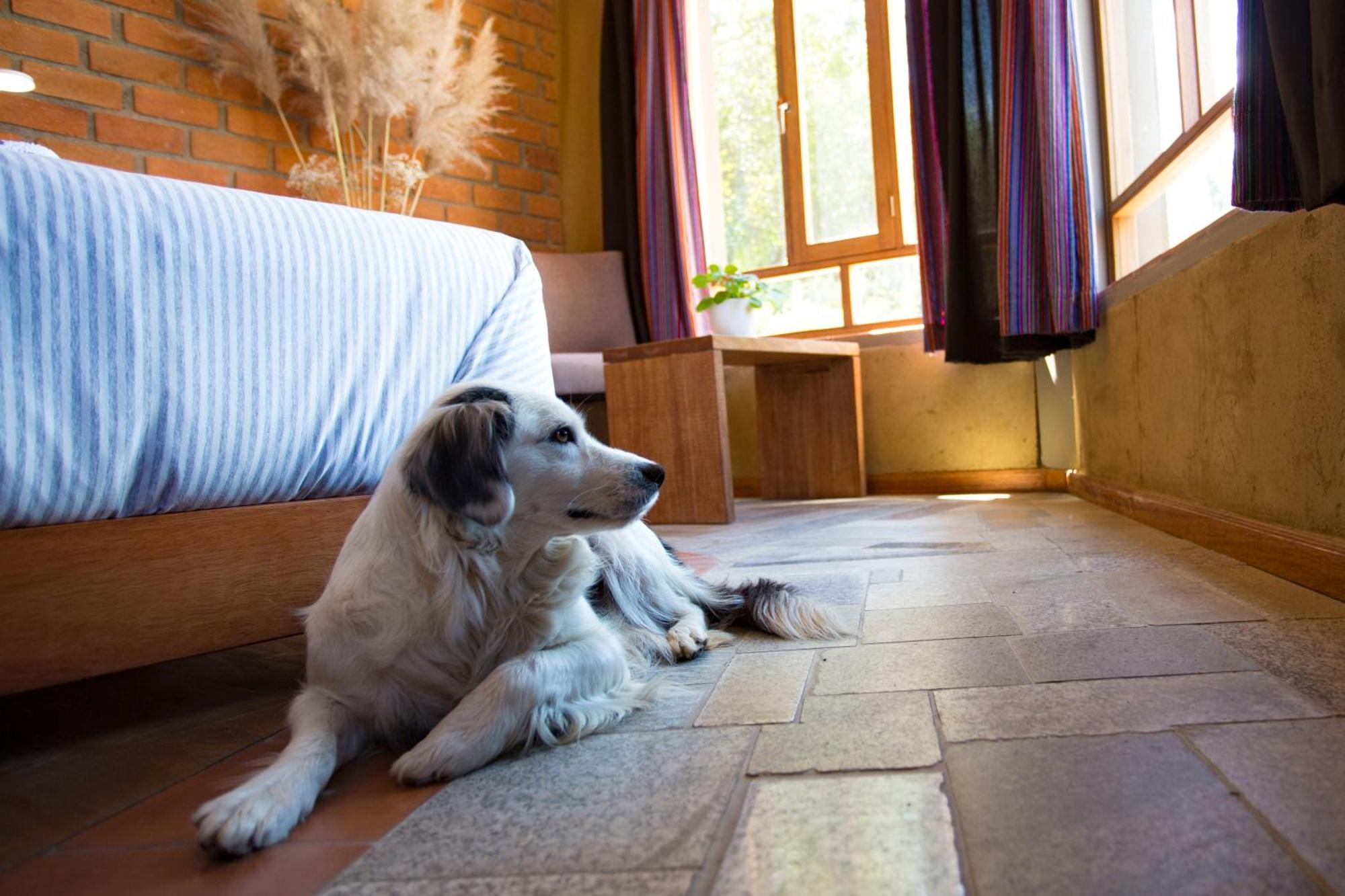 Fleur Lodge Carhuaz Bagian luar foto